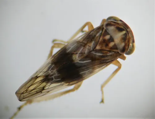 Tremulicerus tremulae - photo 6