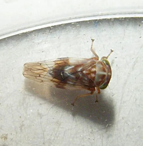Tremulicerus tremulae - photo 7
