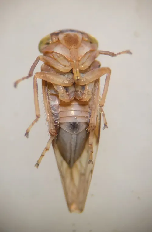 Tremulicerus tremulae - photo 8