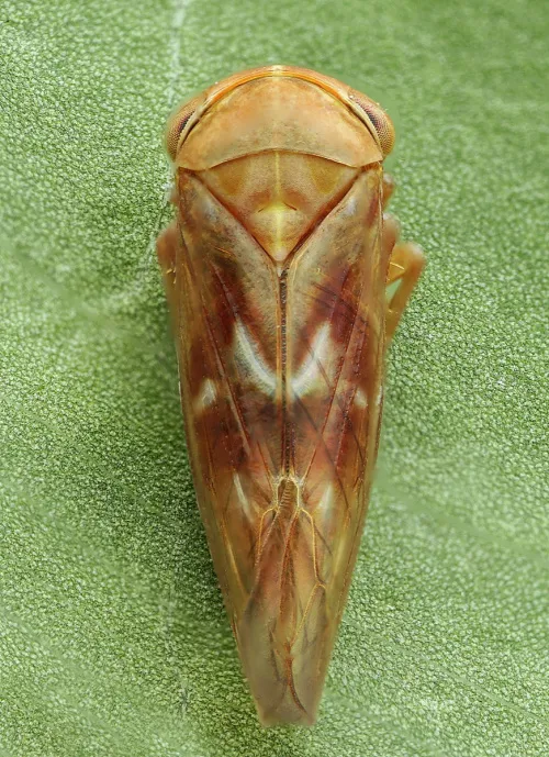 Tremulicerus vitreus