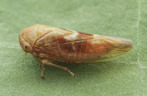 Tremulicerus vitreus - photo 2