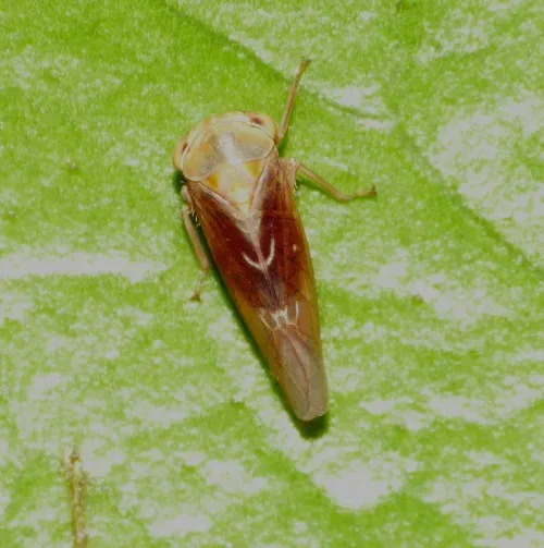 Tremulicerus vitreus - photo 3