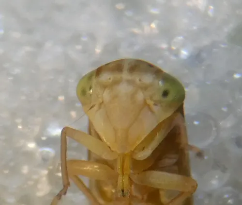 Tremulicerus vitreus - photo 4