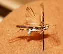 Trepidulus hyalinus