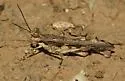 Trepidulus rosaceus - photo 5