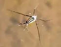 Trepobates becki