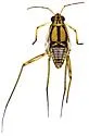 Trepobates carri