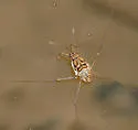 Trepobates inermis