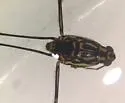Trepobates inermis - photo 2