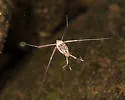 Trepobates inermis - photo 3