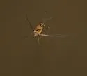Trepobates pictus
