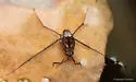 Trepobates pictus - photo 2