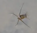 Trepobates pictus - photo 5