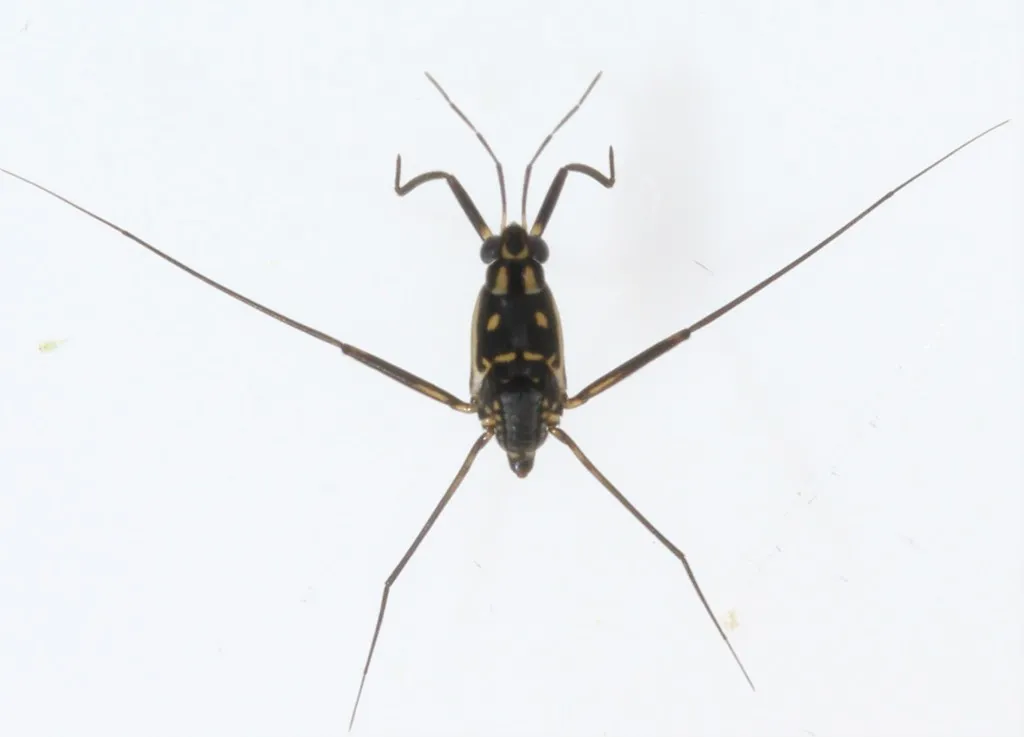 Trepobates subnitidus