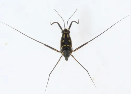 Trepobates subnitidus - photo 2