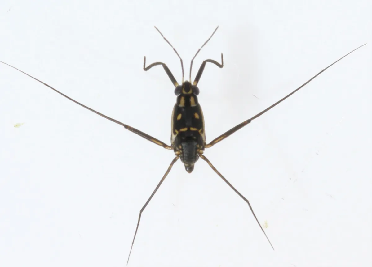 Trepobates subnitidus - photo 3