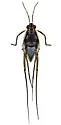 Trepobates taylori