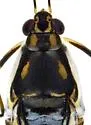 Trepobates taylori - photo 3
