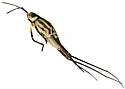 Trepobates taylori - photo 4