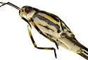 Trepobates taylori - photo 5