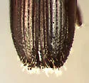 Treptoplatypus abietis - photo 4