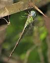 Caribbean Darner