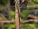 Caribbean Darner - photo 2
