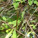Pale-green Darner