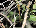 Pale-green Darner - photo 2