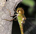 Pale-green Darner - photo 3