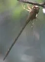 Pale-green Darner - photo 4