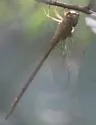 Pale-green Darner - photo 5