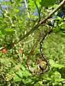 Phantom Darner