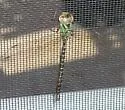 Phantom Darner - photo 2