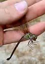 Phantom Darner - photo 3