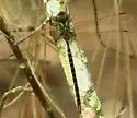 Phantom Darner - photo 4