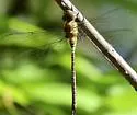 Phantom Darner - photo 5