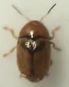 Triachus cerinus