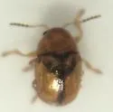 Triachus cerinus - photo 2