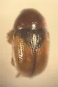 Triachus cerinus - photo 4