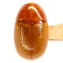 Triachus postremus