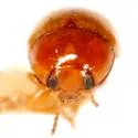Triachus postremus - photo 2