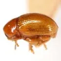Triachus postremus - photo 3