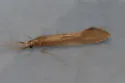 Triaenodes baris