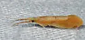 Triaenodes flavescens