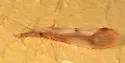 Triaenodes marginata - photo 2