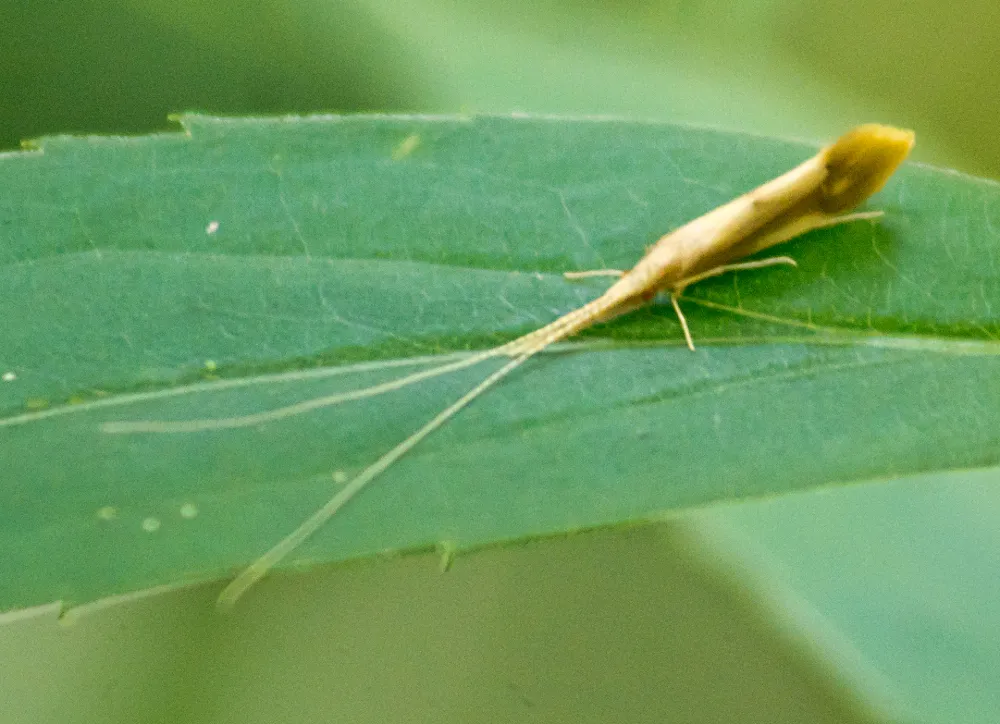 Bordered Long-horned Caddisfly - photo 2