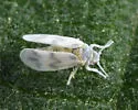 Banded-winged Whitefly