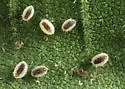 Banded-winged Whitefly - photo 2