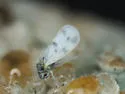 Banded-winged Whitefly - photo 3